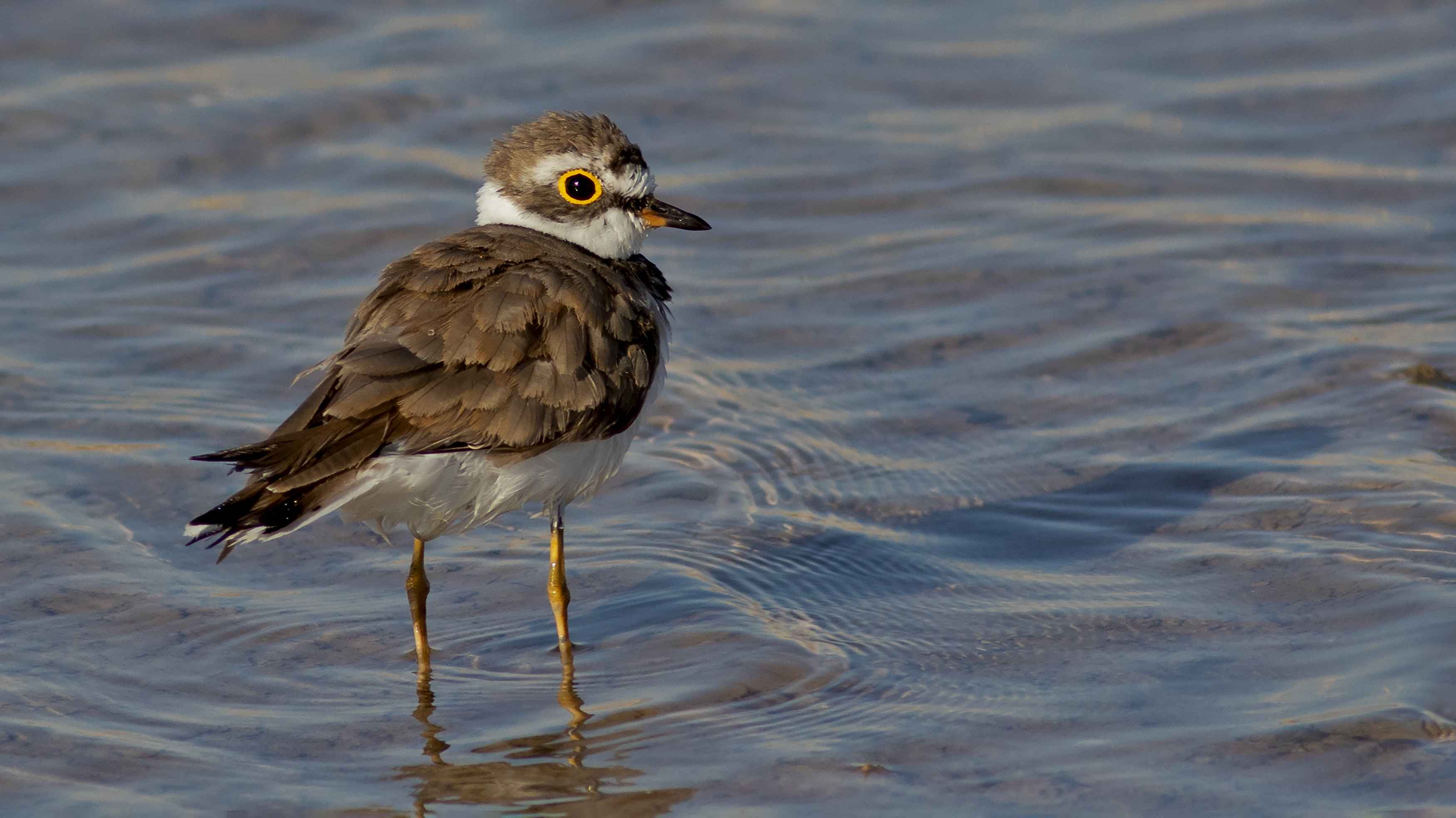 Little Ringed Plover